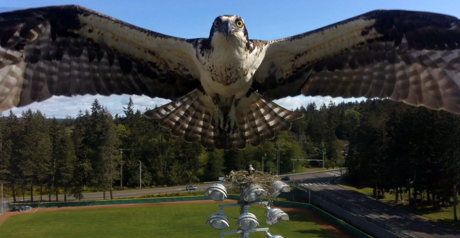Darkened background photo: an osprey in flight over the Peninsula ballfield light tower